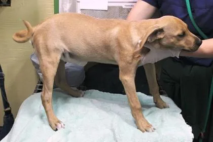 A baby medium-sized male Basenji dog named Mario for adoption in Picayune, MS