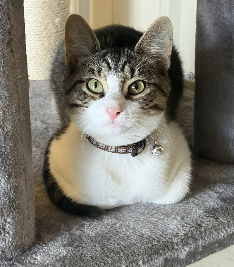 A baby medium-sized male Tabby (Buff / Tan / Fawn) Domestic Short Hair cat named Ziggy for adoption in Mount Sterling, KY