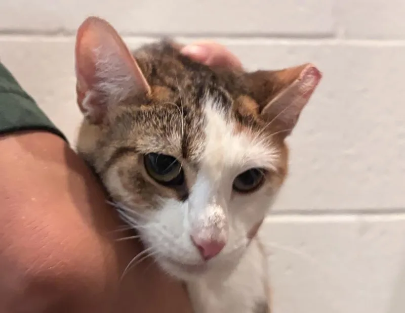 An adult medium-sized female Domestic Short Hair cat named Ube for adoption in Columbus, IN