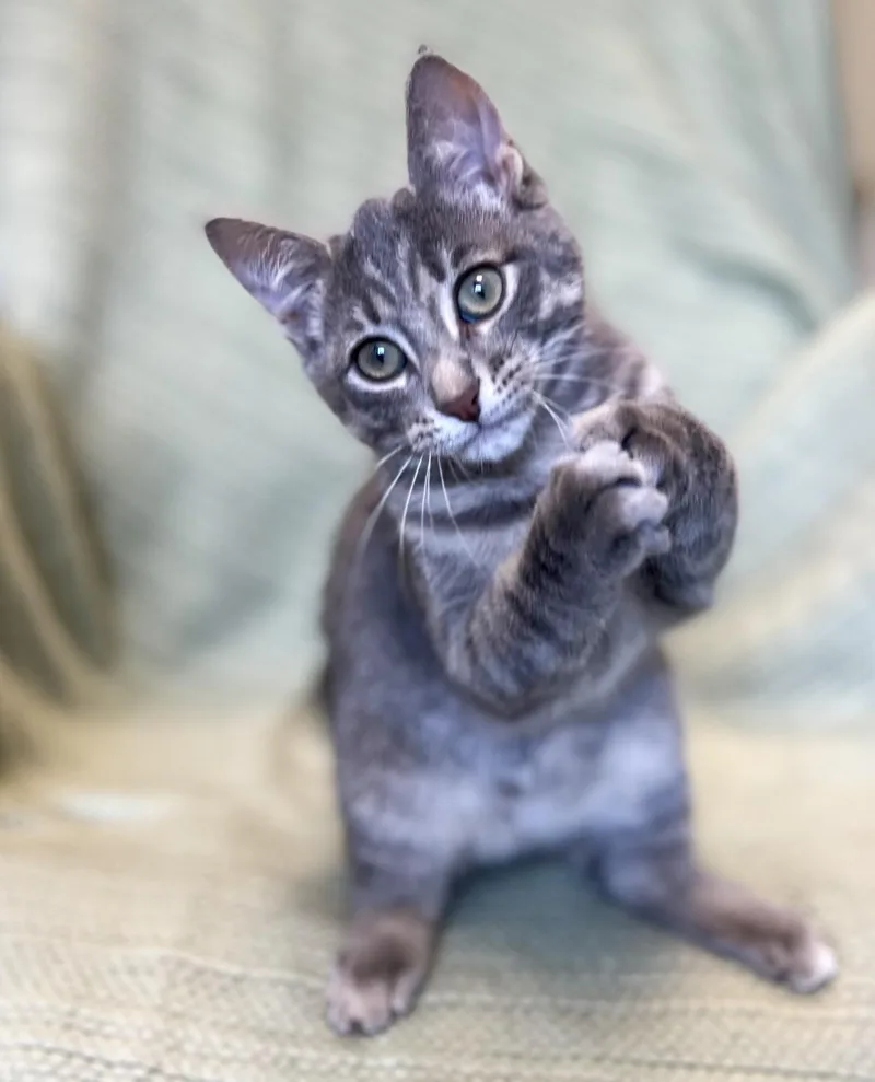 A baby medium-sized male Domestic Short Hair cat named Chevy for adoption in St. Ignace, MI