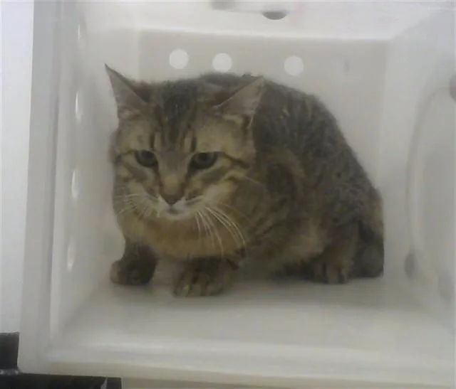 Tabby