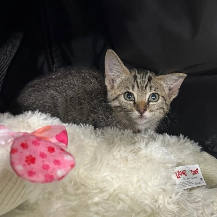 A baby small-sized female Brown / Chocolate Domestic Short Hair cat named Giada for adoption in Upland, CA