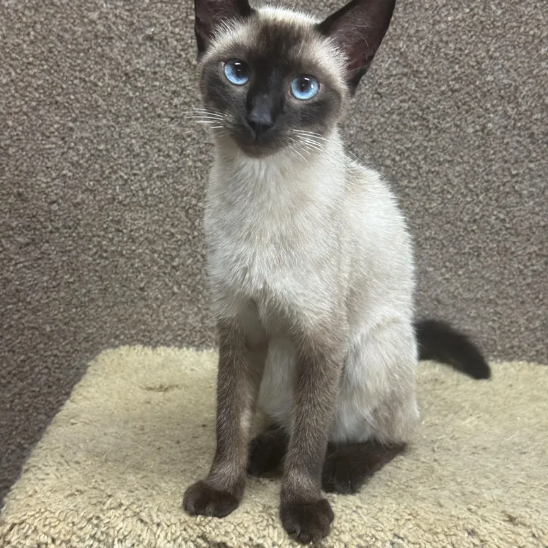 A young medium-sized female Siamese cat named Bentley for adoption in Lees Summit, MO