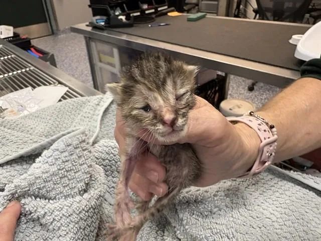 A baby small-sized male Domestic Short Hair cat named Liam for adoption in Thousand Palms, CA