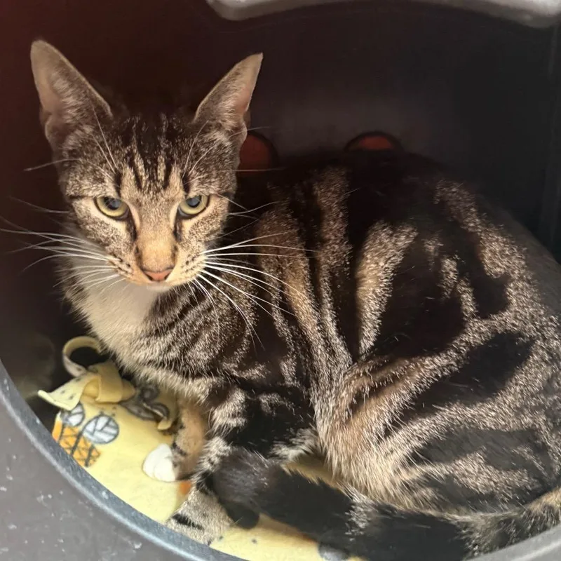 Little Miss thumbnail 2