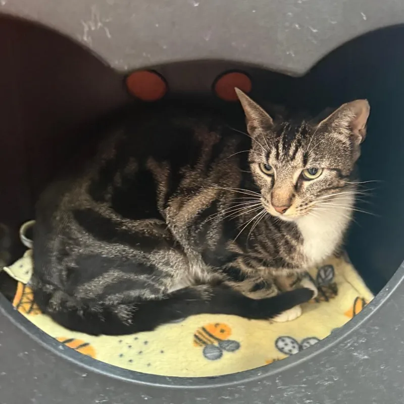 Little Miss thumbnail 3