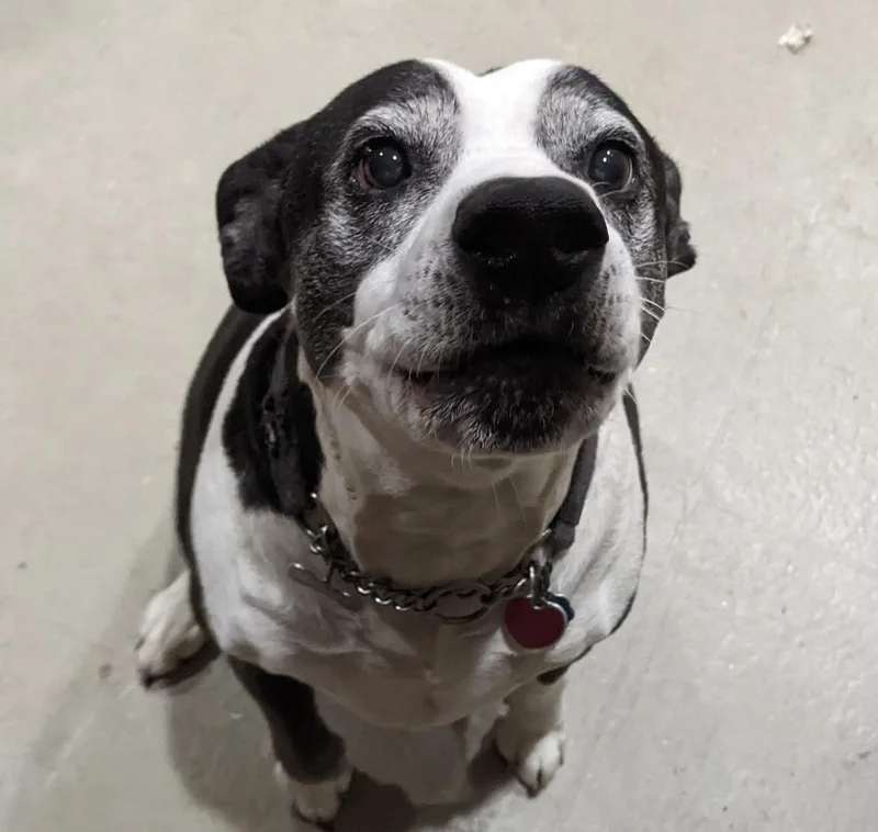 A senior large-sized female American Bulldog dog named Maggie Jane for adoption in Roswell, GA