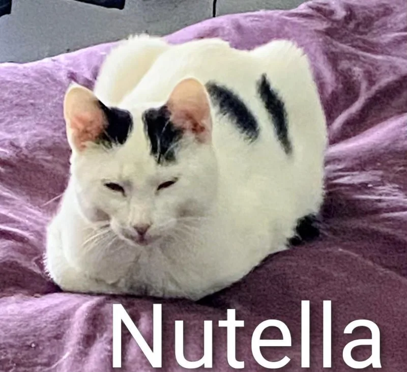 Nutella thumbnail 3