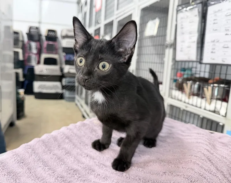 A baby medium-sized female Domestic Short Hair cat named Wolf Cut for adoption in Raleigh, NC