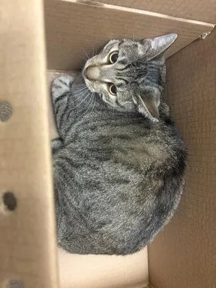An adult medium-sized male Domestic Short Hair cat named Atticus for adoption in Wichita, KS