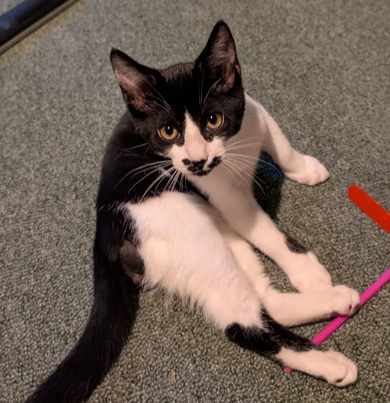 A baby small-sized male Domestic Short Hair cat named Cortado for adoption in Richmond, VA