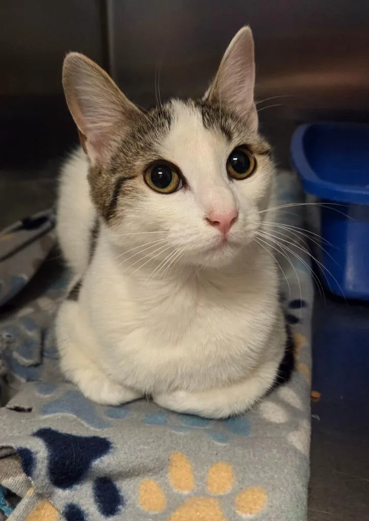 A baby small-sized female Domestic Short Hair cat named Merryweather for adoption in Ocala, FL