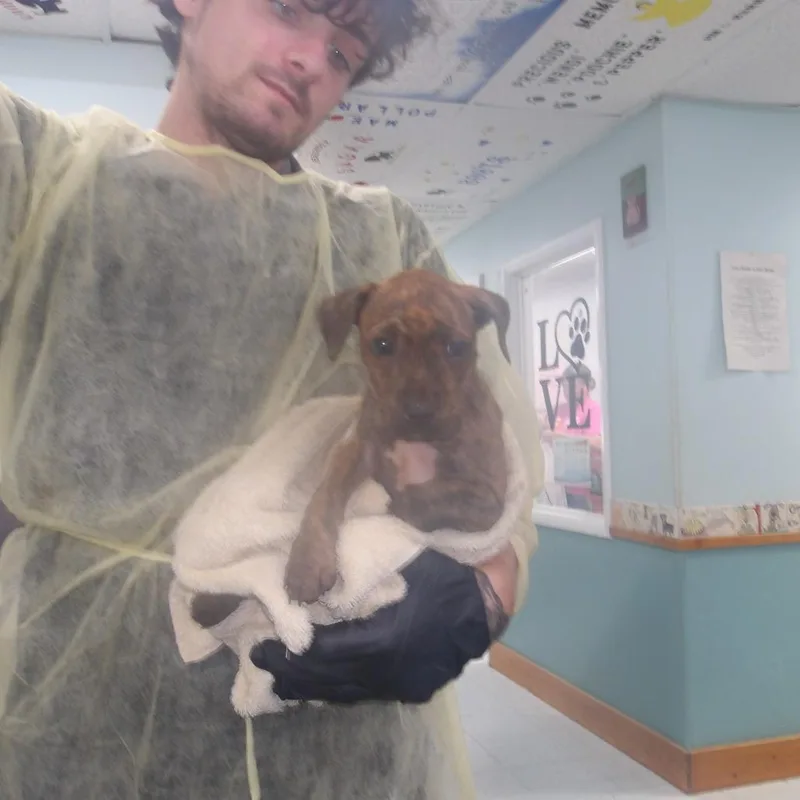 A baby small-sized female Brown / Chocolate Mixed Breed dog named Dudette for adoption in Franklin, NC
