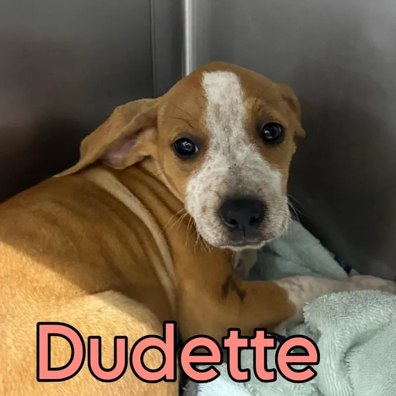 Dudette thumbnail 2
