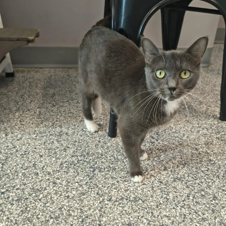 An adult medium-sized female Gray / Blue / Silver Domestic Short Hair cat named Rose for adoption in Knoxville, TN