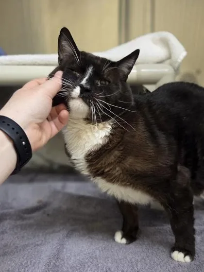 An adult large-sized male Domestic Short Hair cat named Sebastian for adoption in Westland, MI