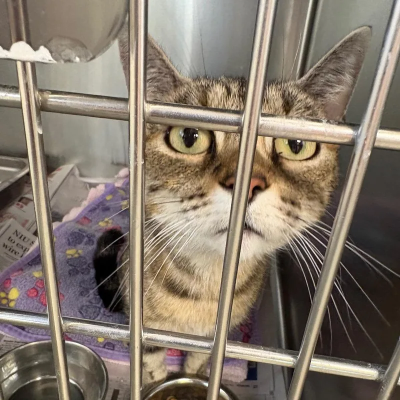 A young medium-sized female Brown / Chocolate Domestic Short Hair cat named Xena for adoption in DeKalb, IL