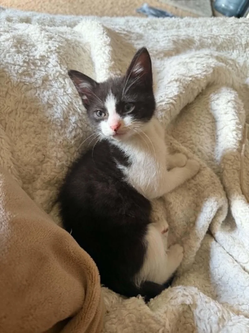 A baby small-sized female Black & White / Tuxedo Domestic Short Hair cat named Pebbles for adoption in Indianapolis, IN