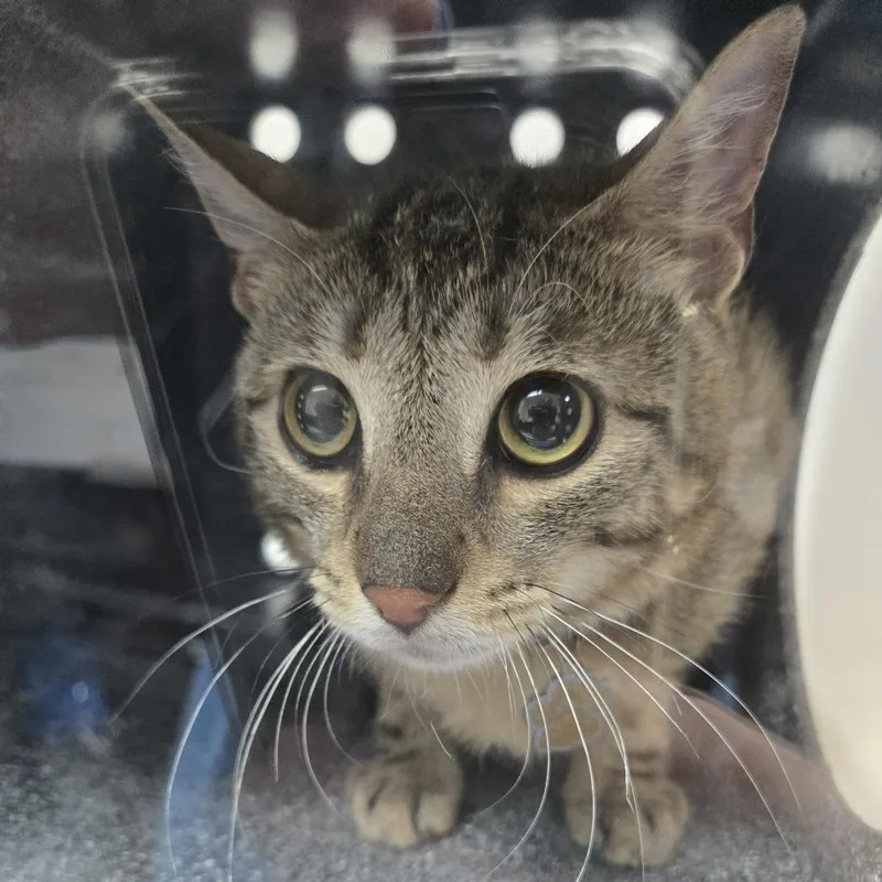 A young medium-sized male Black Domestic Short Hair cat named Cinnamon Career Cat for adoption in Newark, NJ
