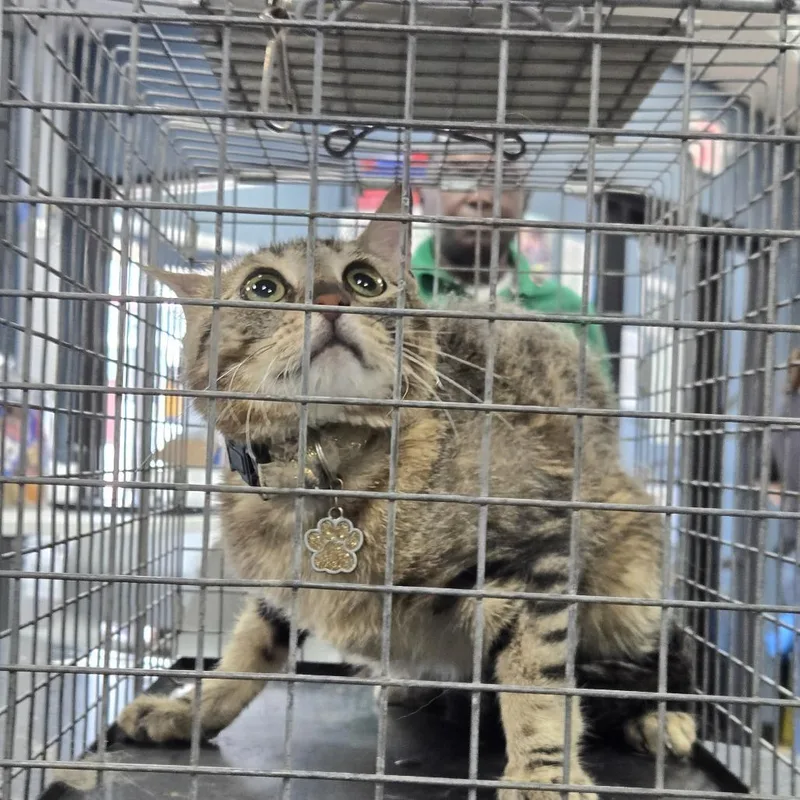 Cinnamon Career Cat thumbnail 2