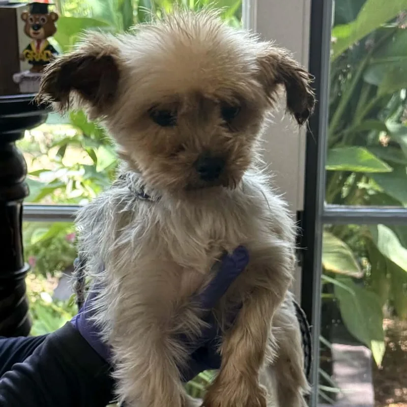Pippa