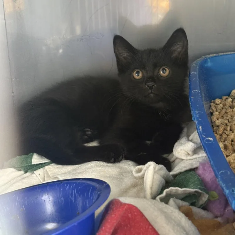 A baby small-sized female Black Domestic Short Hair cat named Harpurr for adoption in PITTSBURGH, PA