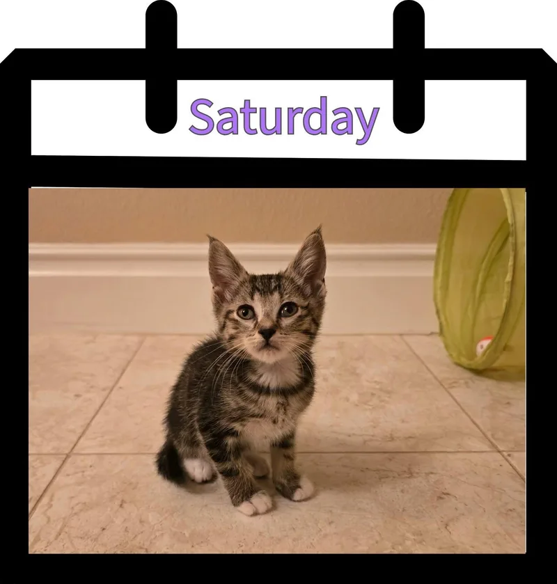 A baby small-sized male Tabby (Brown / Chocolate) Domestic Short Hair cat named Saturday for adoption in Newberg, OR
