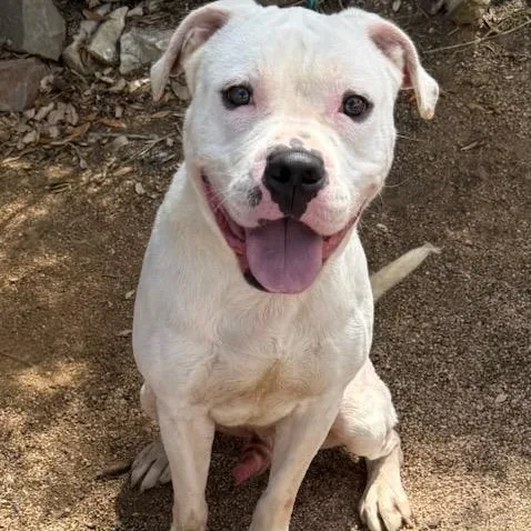 An adult medium-sized male White / Cream Labrador Retriever dog named Ghidro for adoption in Williston, VT