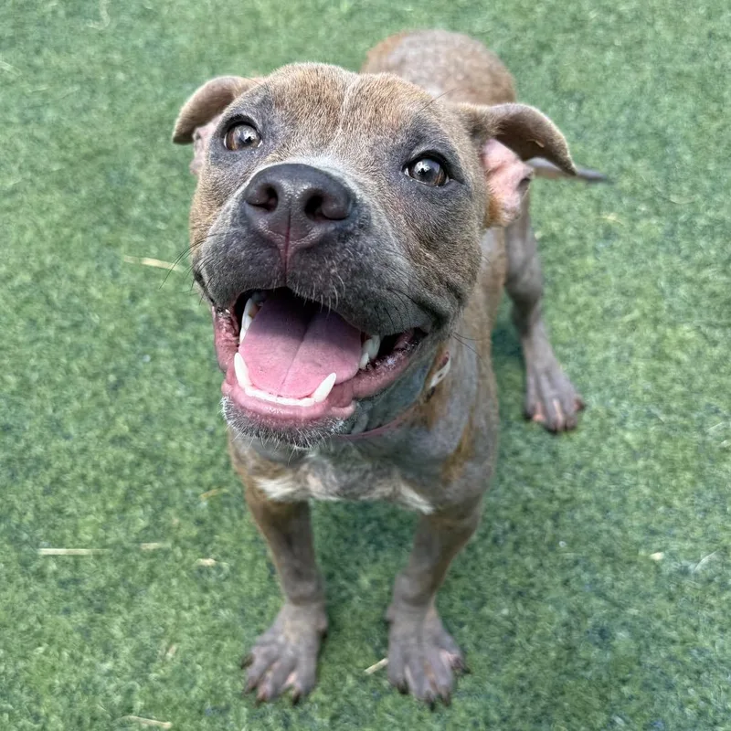 A young medium-sized female Brown / Chocolate Mixed Breed dog named Mrs. Mole for adoption in Bartlett, TN