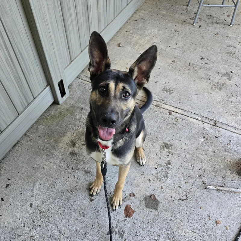 Stryker