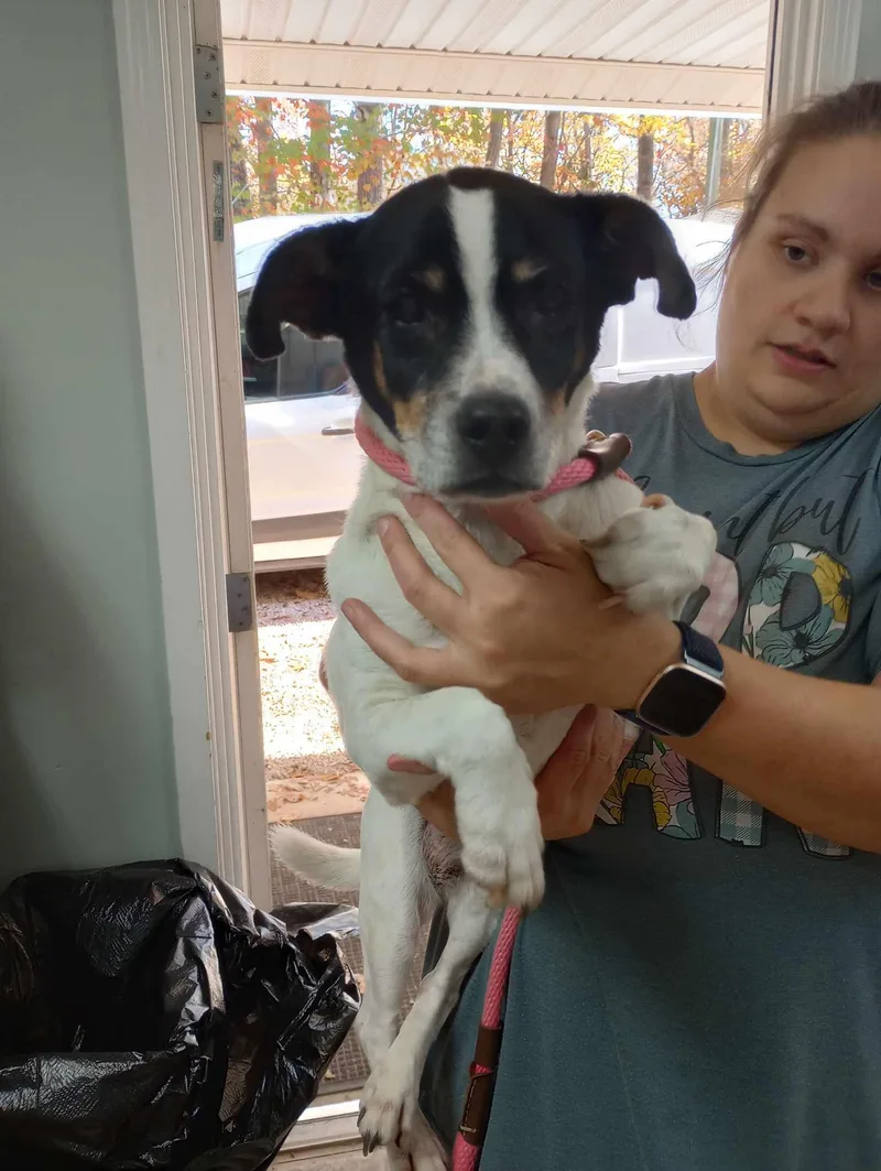 A senior medium-sized male Jack Russell Terrier dog named Silas for adoption in Frenchburg, KY