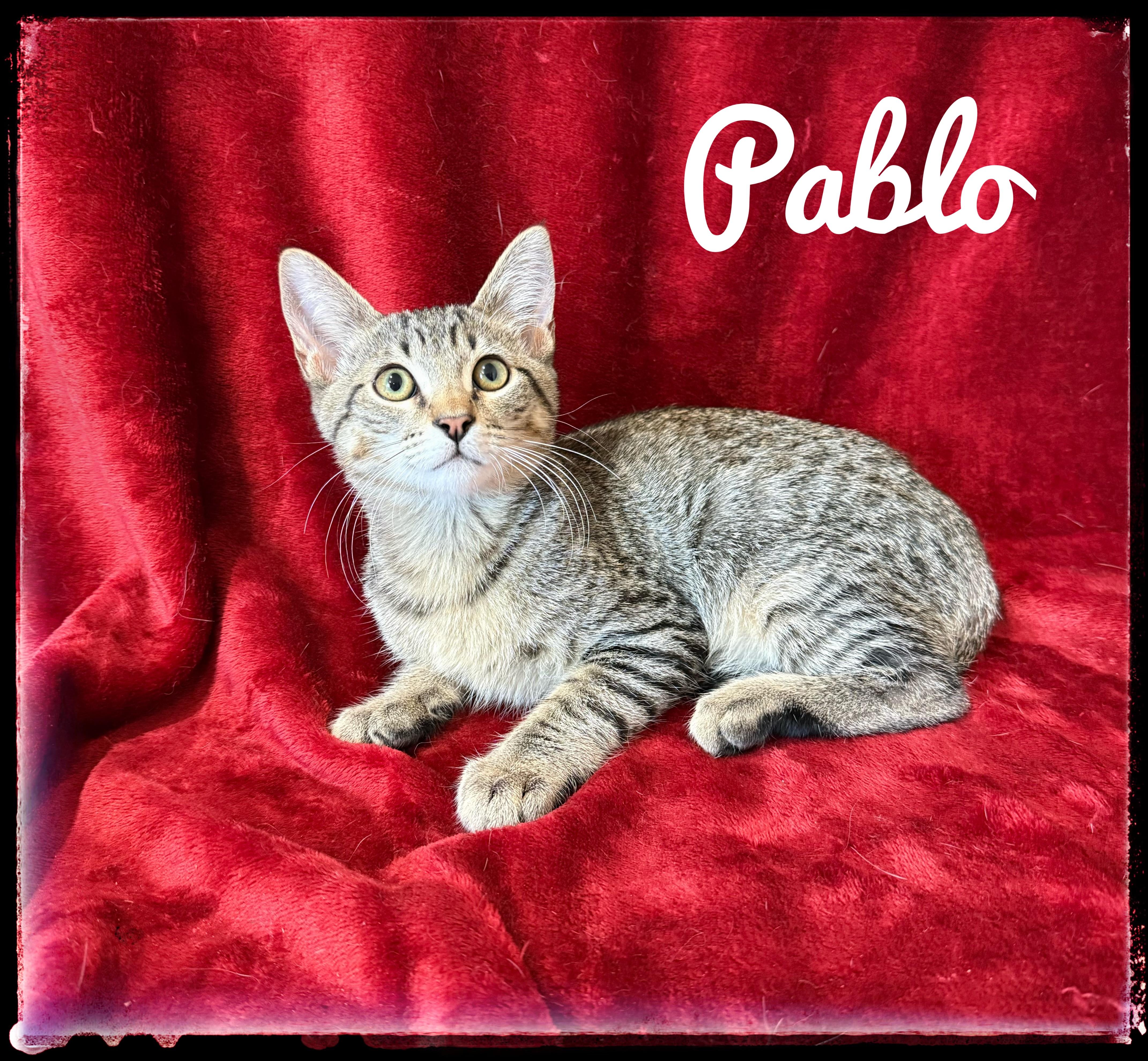 A baby small-sized male Domestic Short Hair cat named Pablo for adoption in El Cajon, CA