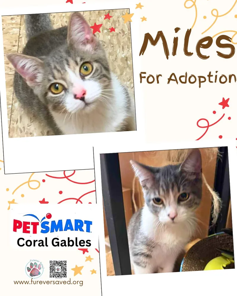 A baby small-sized male Gray & White Domestic Short Hair cat named Miles for adoption in Miami, FL