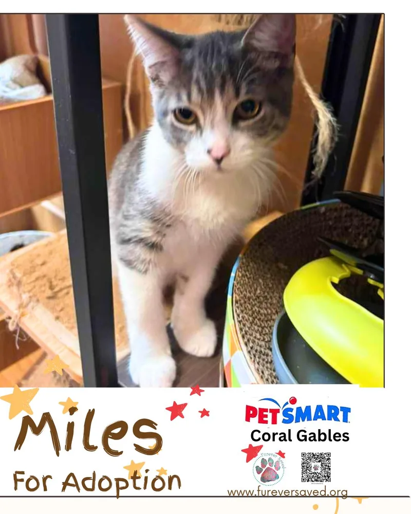 Miles thumbnail 2