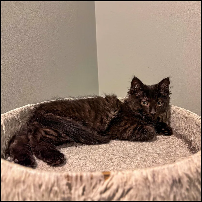 A young medium-sized male Black Domestic Long Hair cat named Wookie for adoption in Roswell, GA