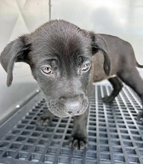 A baby medium-sized female Black Mixed Breed dog named Newspaper for adoption in Nashville, TN