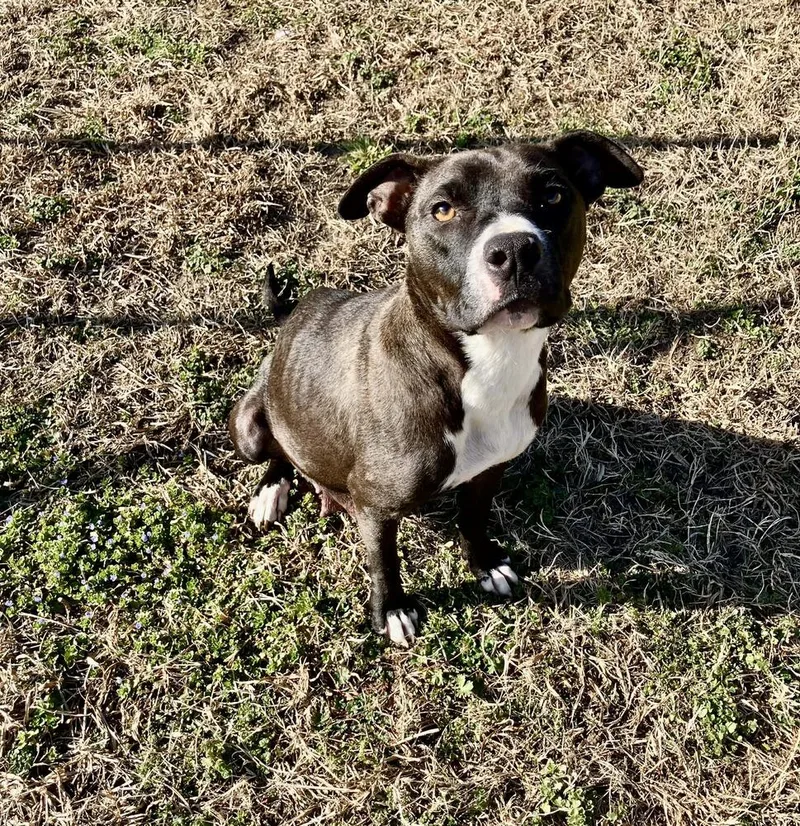 An adult medium-sized female Tricolor (Brown, Black, & White) American Bully dog named Bean for adoption in Dutton, VA