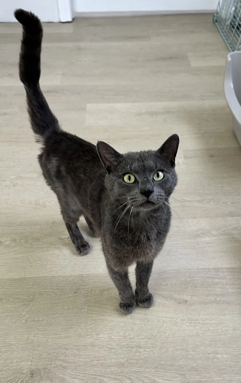 An adult medium-sized male Domestic Short Hair cat named Igor for adoption in North Haven, CT