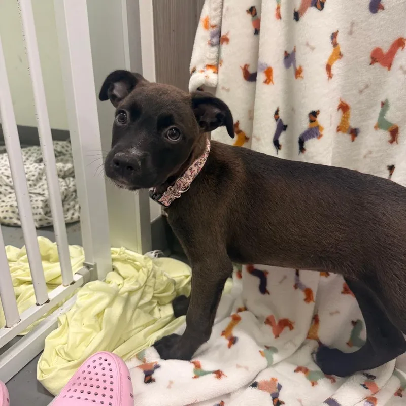 A baby small-sized female Brown / Chocolate Anatolian Shepherd dog named Trinity for adoption in Austin, TX