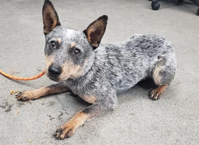 A young medium-sized female Australian Cattle Dog / Blue Heeler dog named Teensy for adoption in Fairfield, CA