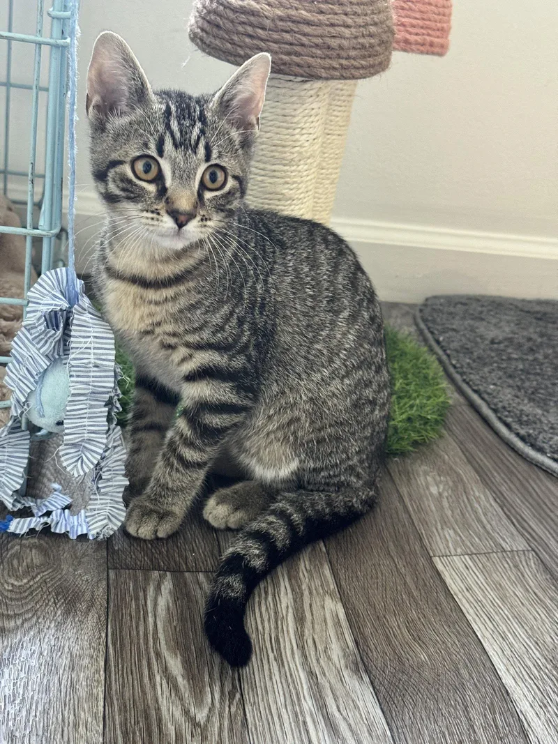 A baby medium-sized male Tabby cat named Saul Goodman for adoption in Georgetown, KY