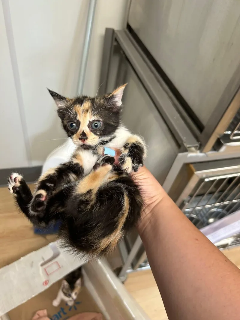 A baby medium-sized female Calico Domestic Short Hair cat named Apple Pie for adoption in Santa Clara, CA