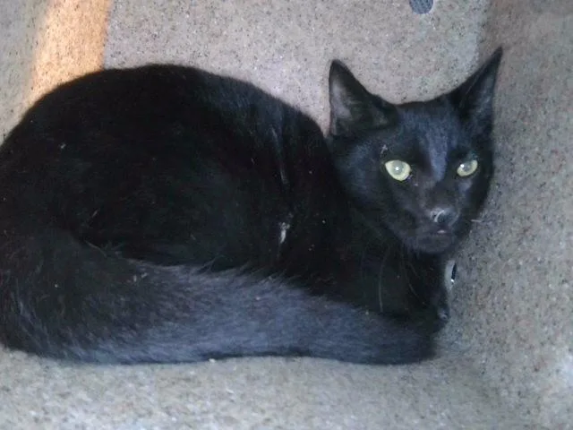 A young large-sized male Domestic Short Hair cat named Crescent for adoption in Baldwin Park, CA