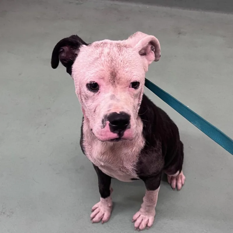 A baby medium-sized male Black Mixed Breed dog named Erin for adoption in Memphis, TN