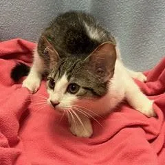 A baby medium-sized male Gray & White Domestic Short Hair cat named Bulldozer for adoption in Green Valley, AZ