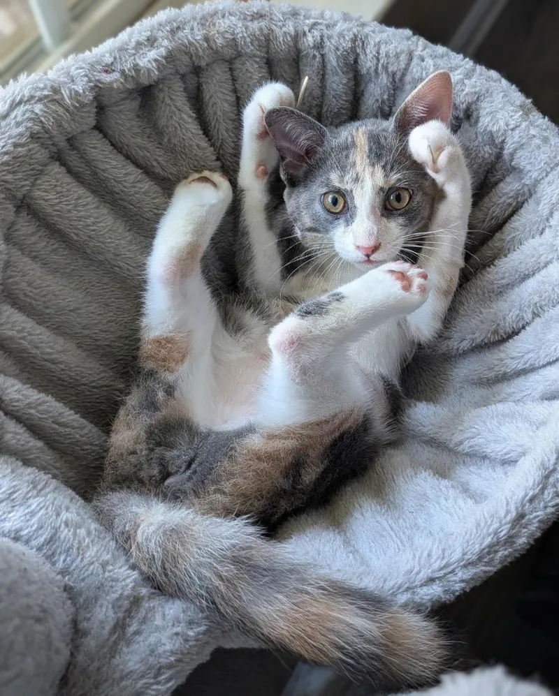 A baby medium-sized female Domestic Short Hair cat named Neena for adoption in Youngsville, NC