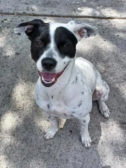 A young medium-sized female Mixed Breed dog named Cee Cee for adoption in Pompano Beach, FL