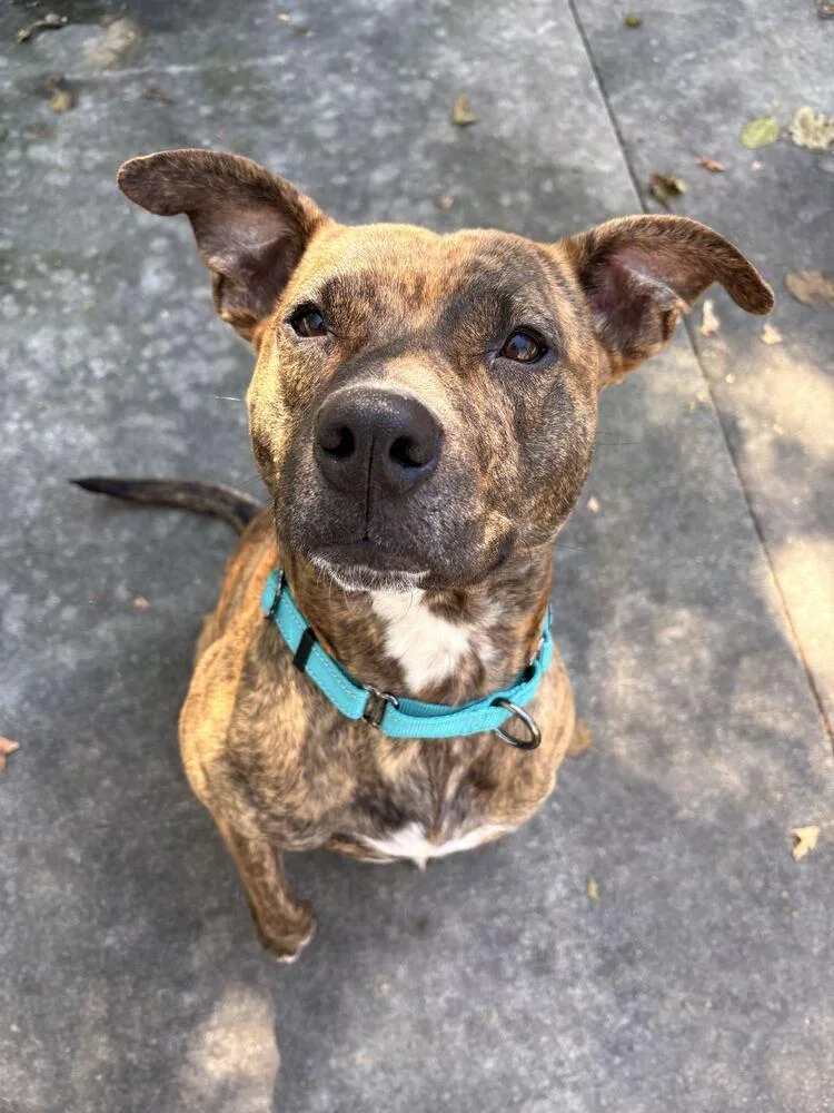 An adult large-sized female Pit Bull Terrier dog named Athena for adoption in Bowling Green, OH