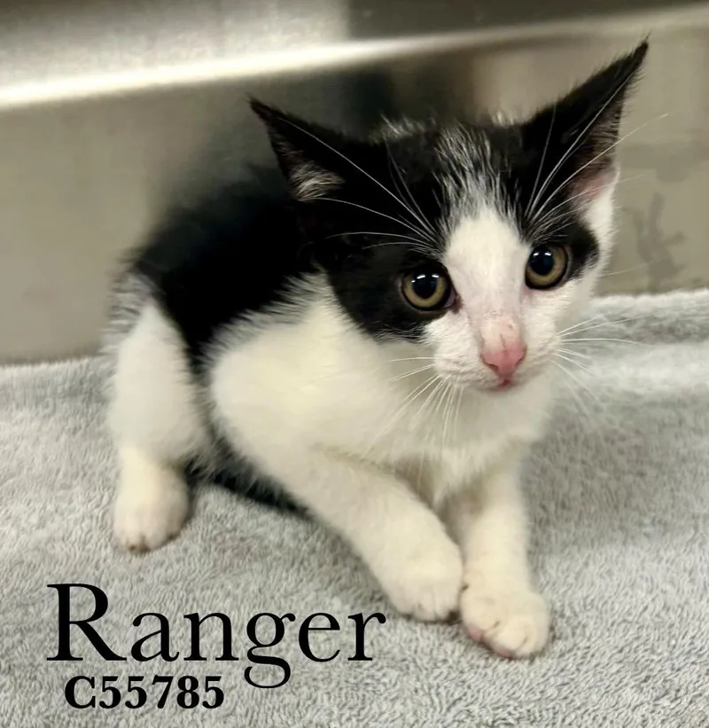 A baby medium-sized male Domestic Short Hair cat named Ranger for adoption in Clarksville, TN