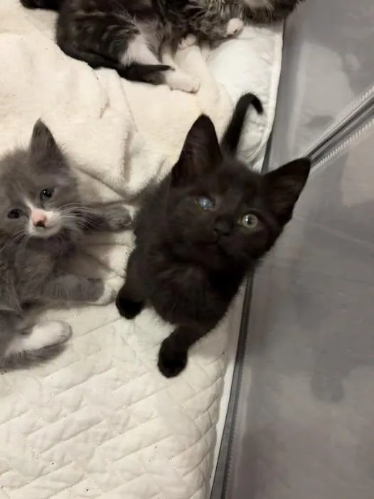 A baby medium-sized female Domestic Short Hair cat named Isadora for adoption in Chesapeake Beach, MD